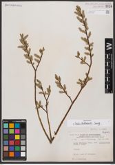 Salix bebbiana Sarg.